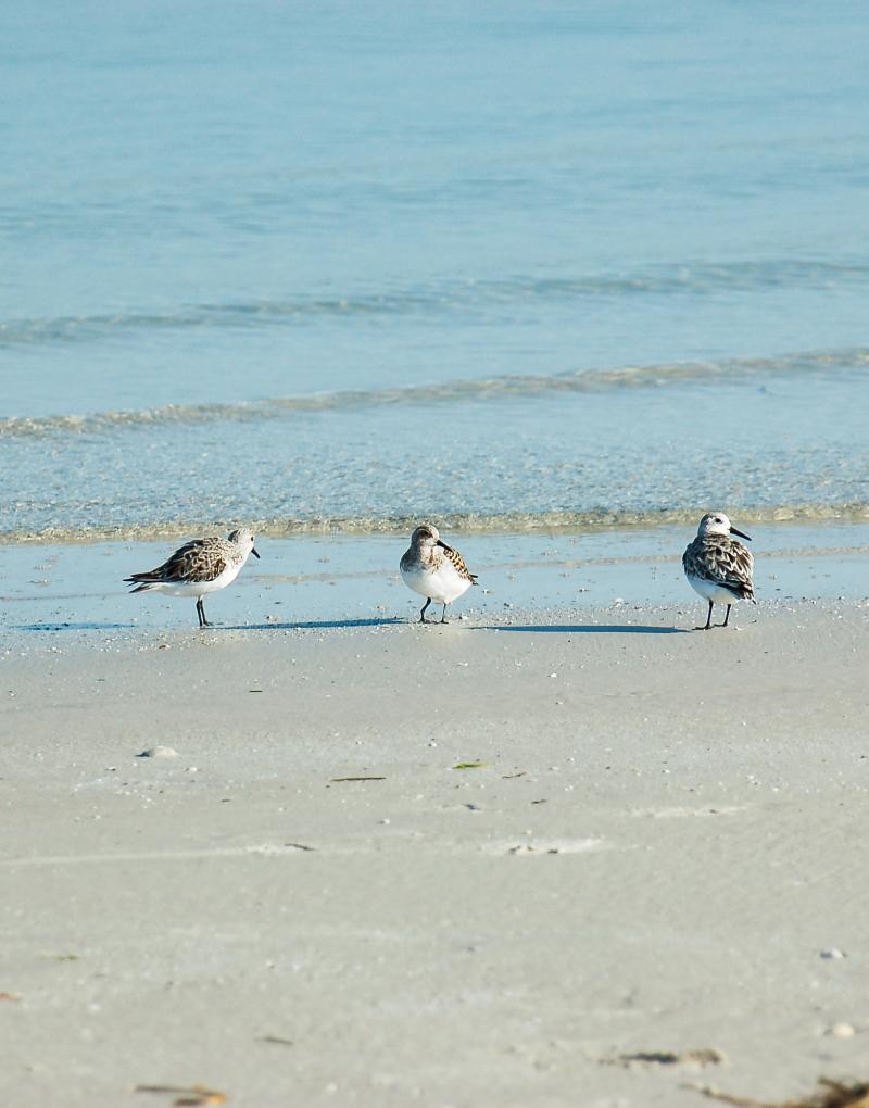 sand pipers on beach by waters edge