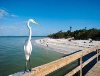 See wildlife on a tour with Captain Bubby